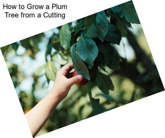 How to Grow a Plum Tree from a Cutting