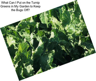 What Can I Put on the Turnip Greens in My Garden to Keep the Bugs Off?