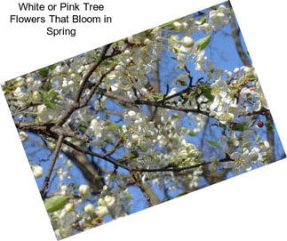 White or Pink Tree Flowers That Bloom in Spring