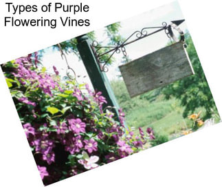 Types of Purple Flowering Vines