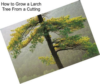 How to Grow a Larch Tree From a Cutting