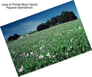 Laws of Florida About Opium Papaver Somniferum