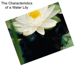 The Characteristics of a Water Lily