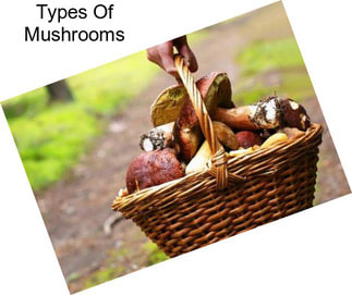 Types Of Mushrooms