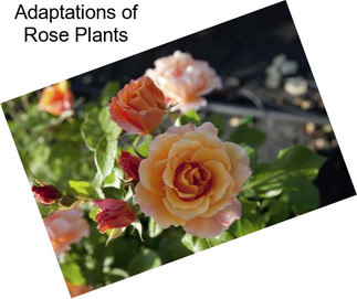 Adaptations of Rose Plants