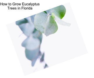 How to Grow Eucalyptus Trees in Florida