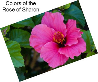 Colors of the Rose of Sharon