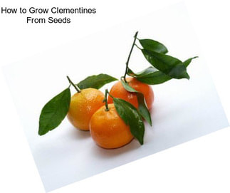 How to Grow Clementines From Seeds