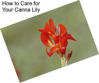 How to Care for Your Canna Lily