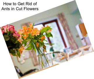 How to Get Rid of Ants in Cut Flowers