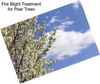 Fire Blight Treatment for Pear Trees