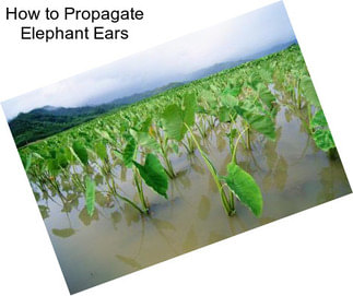 How to Propagate Elephant Ears