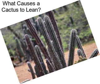 What Causes a Cactus to Lean?