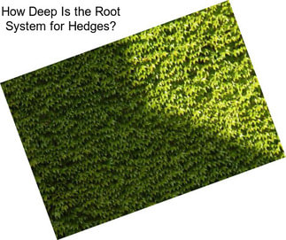 How Deep Is the Root System for Hedges?