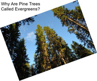 Why Are Pine Trees Called Evergreens?