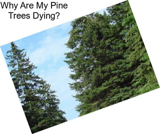Why Are My Pine Trees Dying?