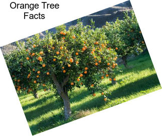 Orange Tree Facts