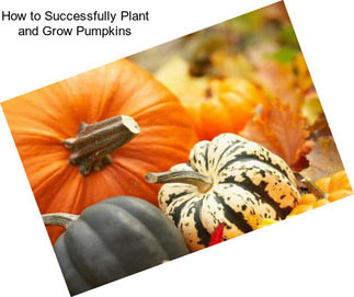 How to Successfully Plant and Grow Pumpkins