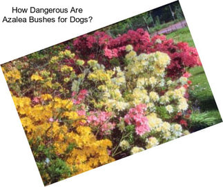 How Dangerous Are Azalea Bushes for Dogs?