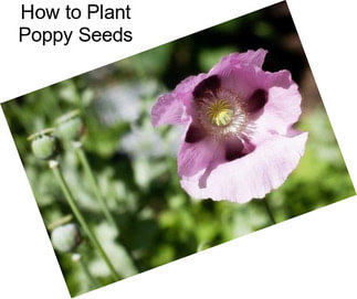 How to Plant Poppy Seeds