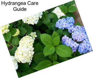 Hydrangea Care Guide