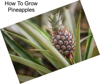 How To Grow Pineapples