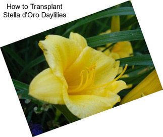 How to Transplant Stella d\'Oro Daylilies