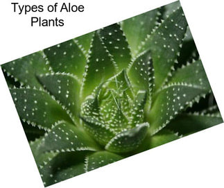 Types of Aloe Plants