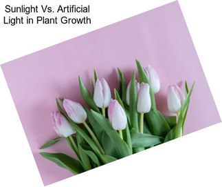 Sunlight Vs. Artificial Light in Plant Growth