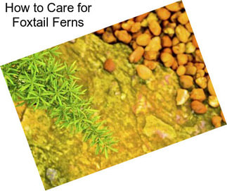 How to Care for Foxtail Ferns