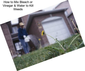 How to Mix Bleach or Vinegar & Water to Kill Weeds