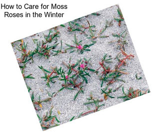 How to Care for Moss Roses in the Winter