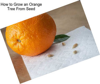 How to Grow an Orange Tree From Seed