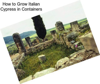 How to Grow Italian Cypress in Containers