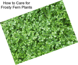 How to Care for Frosty Fern Plants