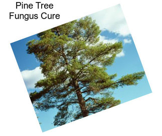 Pine Tree Fungus Cure