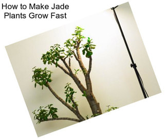 How to Make Jade Plants Grow Fast