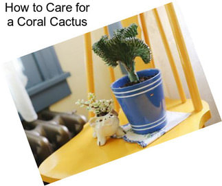 How to Care for a Coral Cactus