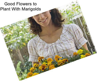 Good Flowers to Plant With Marigolds