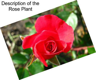 Description of the Rose Plant