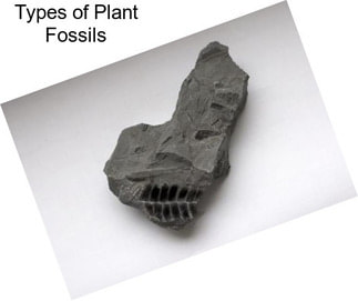 Types of Plant Fossils