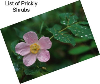 List of Prickly Shrubs