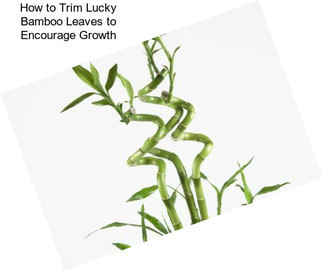 How to Trim Lucky Bamboo Leaves to Encourage Growth