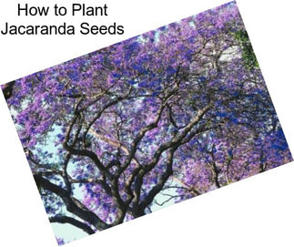 How to Plant Jacaranda Seeds