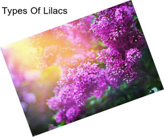 Types Of Lilacs