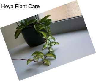 Hoya Plant Care