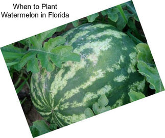 When to Plant Watermelon in Florida