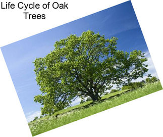 Life Cycle of Oak Trees