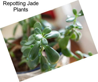 Repotting Jade Plants