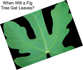 When Will a Fig Tree Get Leaves?